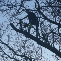 DAMPLEKS DAMIAN SZAJERSKI - Arborysta w uprzęży, z piłą spalinową, przycina gałęzie drzewa na tle błękitnego nieba. Widok z dołu, sylwetka na tle gałęzi.