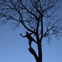 DAMPLEKS DAMIAN SZAJERSKI - Sylwetka arborysty w uprzęży, stojącego na ściętym pniu drzewa bez liści na tle błękitnego nieba. Widoczne narzędzia i fragmenty ściętych gałęzi.