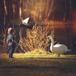 Mały chłopiec obserwuje lecącego gołębia i białego łabędzia na tle jeziora i drzew w ciepłym, słonecznym świetle.