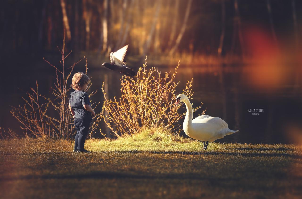 Mały chłopiec obserwuje lecącego gołębia i białego łabędzia na tle jeziora i drzew w ciepłym, słonecznym świetle.