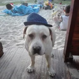 Biały pies w niebieskim kapeluszu w kratę stoi na drewnianej podłodze, w tle piaskownica z zabawkami i bawiące się dzieci.