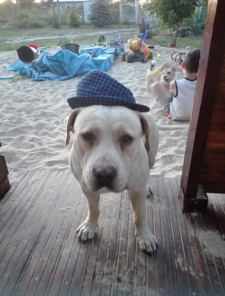 Biały pies w niebieskim kapeluszu w kratę stoi na drewnianej podłodze, w tle piaskownica z zabawkami i bawiące się dzieci.