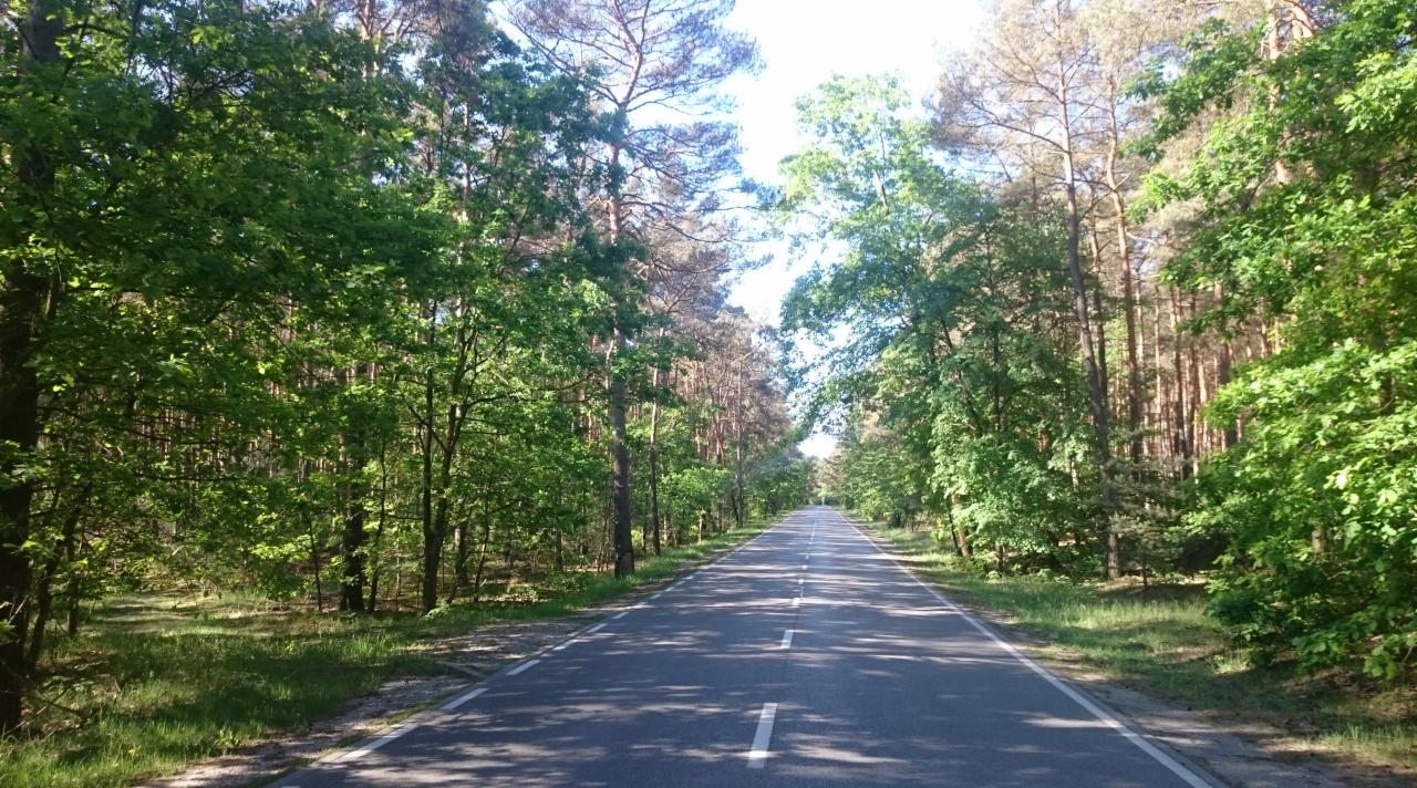 Prosta asfaltowa droga z białymi liniami pośrodku, otoczona z obu stron gęstym, zielonym lasem mieszanym w słoneczny dzień.