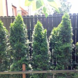 Wycinka drzew Tarnowskie Góry 4