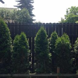 Wycinka drzew Tarnowskie Góry 3