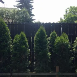 R&oacute;wny szpaler zielonych tuj posadzonych wzdłuż ciemnego, drewnianego płotu, tworzący naturalną przesłonę w ogrodzie.