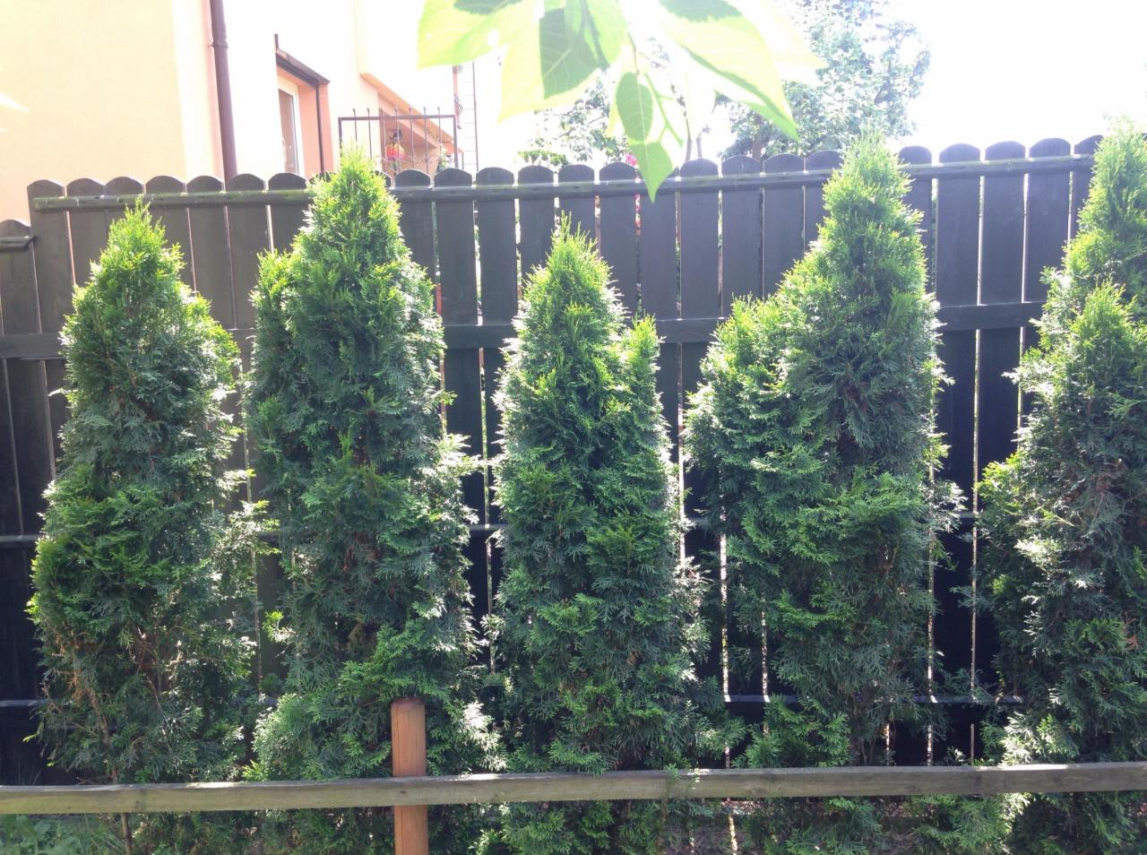 Szpaler świeżo posadzonych, gęstych tuj szmaragdowych w Tarnowskich Górach, tworzących żywopłot wzdłuż ciemnego, drewnianego ogrodzenia.