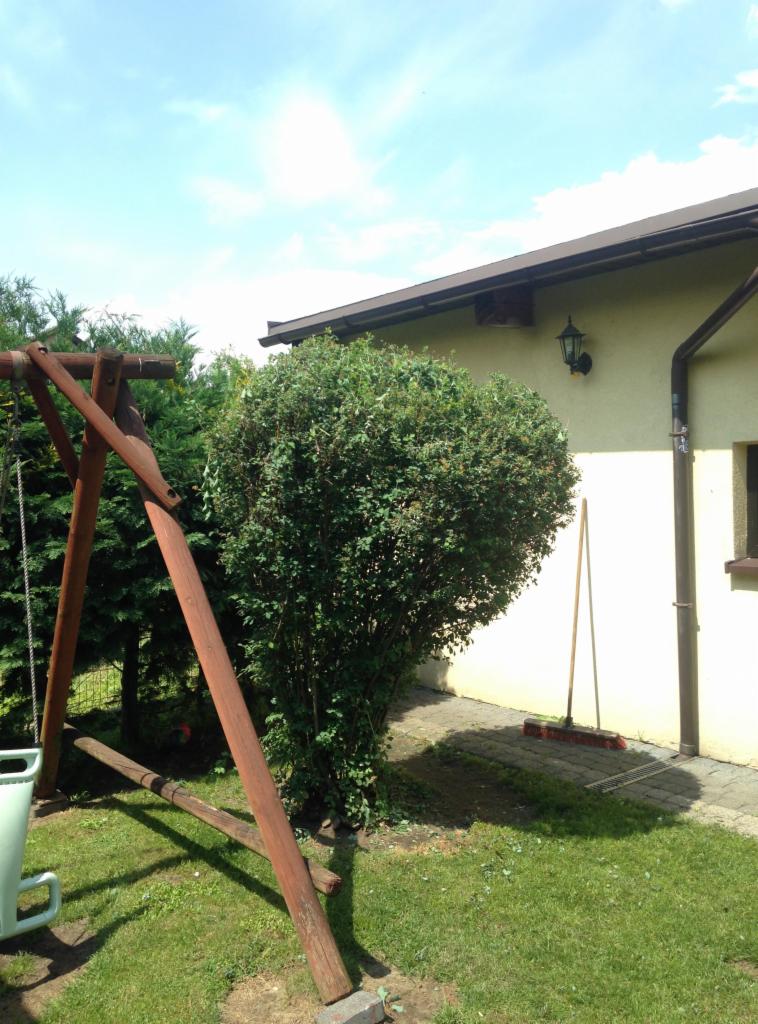 Krzew ozdobny w kształcie kuli przy budynku, obok huśtawka ogrodowa, na trawniku leży miotła.