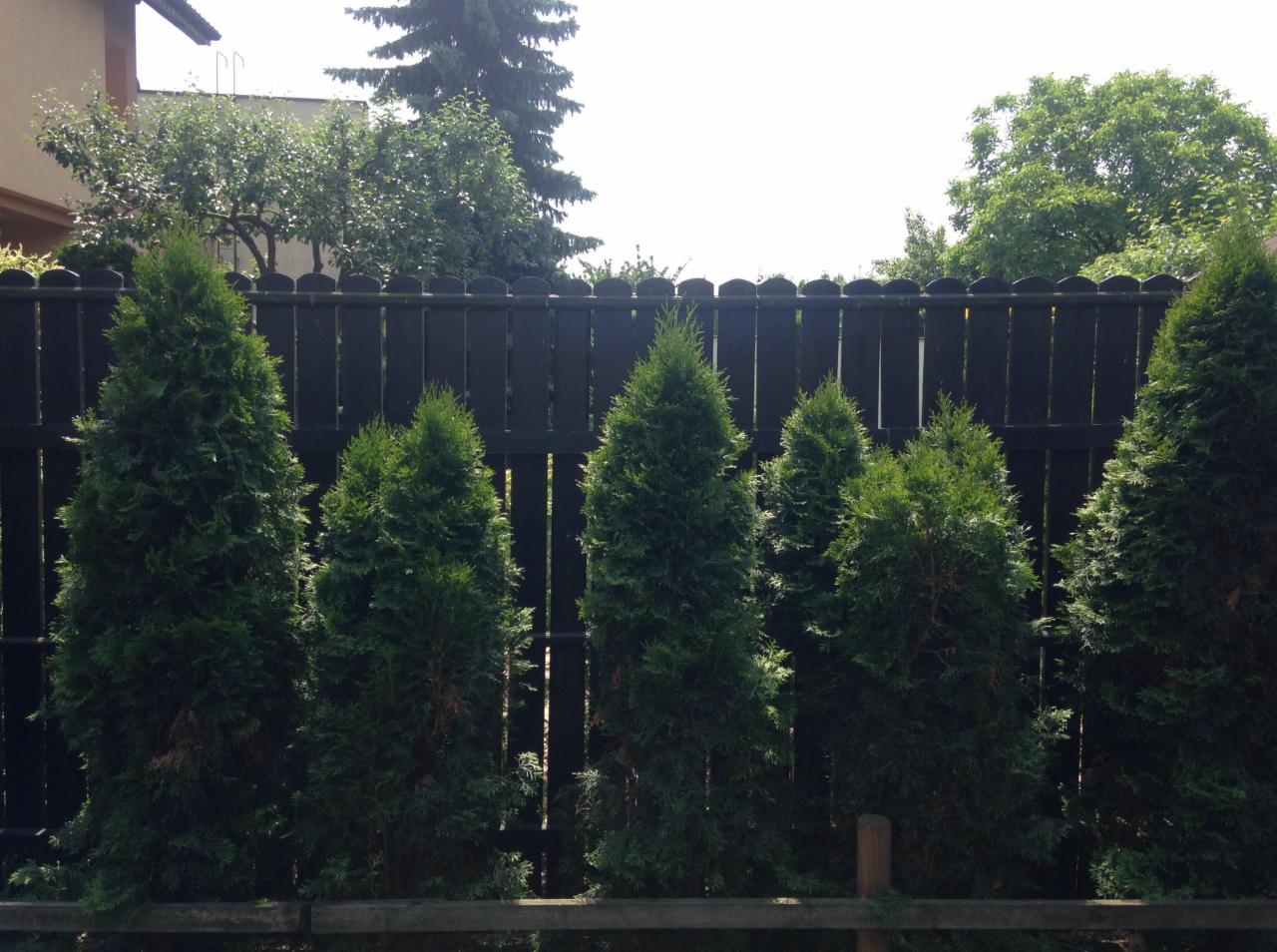 Równy szpaler zielonych tuj posadzonych wzdłuż ciemnego, drewnianego płotu, tworzący naturalną przesłonę w ogrodzie.