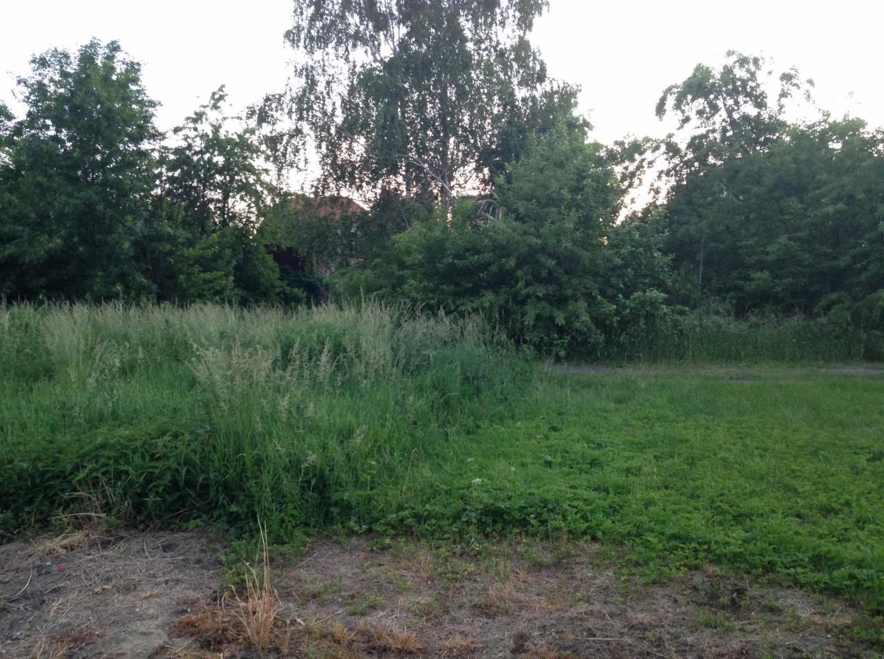 Zarośnięty trawnik z wysoką trawą i chwastami, otoczony drzewami i krzewami, w tle widoczny budynek.