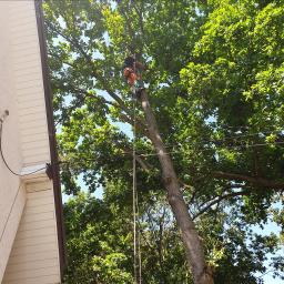 Łukasz Skowroński - Arborysta w pomarańczowych spodniach, zabezpieczony linami, pracuje na wysokości w koronie dużego drzewa liściastego, obok budynku mieszkalnego.