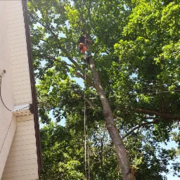 Arborysta w pomarańczowych spodniach, zabezpieczony linami, pracuje na wysokości w koronie dużego drzewa liściastego, obok budynku mieszkalnego.