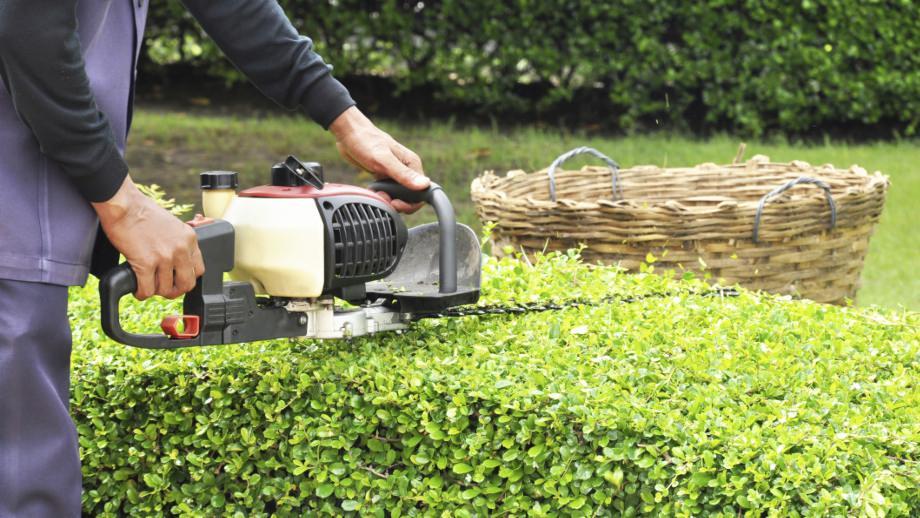 Formowanie żywopłotu przy użyciu elektrycznych nożyc, widoczny kosz wiklinowy na ścięte gałęzie, równa linia cięcia.