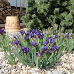 Kępa purpurowych irysów na tle iglaka i dekoracyjnych donic na żwirowym podłożu.
