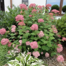 Kwitnący krzew hortensji Annabelle o różowych kwiatach, posadzony w ogrodzie z kamyczkami, obok iglaka i innych roślin ozdobnych przy białym budynku.