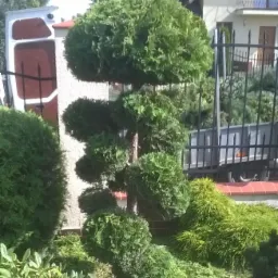 Ozdobny żywotnik zachodni 'Spiralis' przycięty w formę kuli na pniu, widoczny na tle domu jednorodzinnego i przyczepy transportowej.