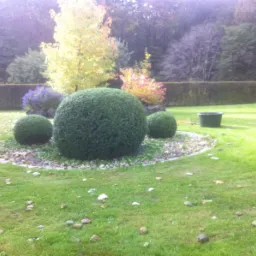Ogród z trzema kulistymi krzewami bukszpanu na tle zielonego trawnika, obrzeże z kamieni, jesienne liście na trawie, w tle żywopłot i drzewa o jesiennych barwach.