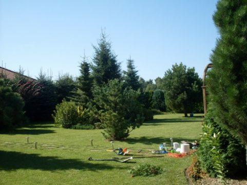 Rozległy trawnik z widocznymi narzędziami ogrodniczymi, elementami systemu nawadniania w trakcie instalacji, otoczony różnorodnymi drzewami i krzewami iglastymi.