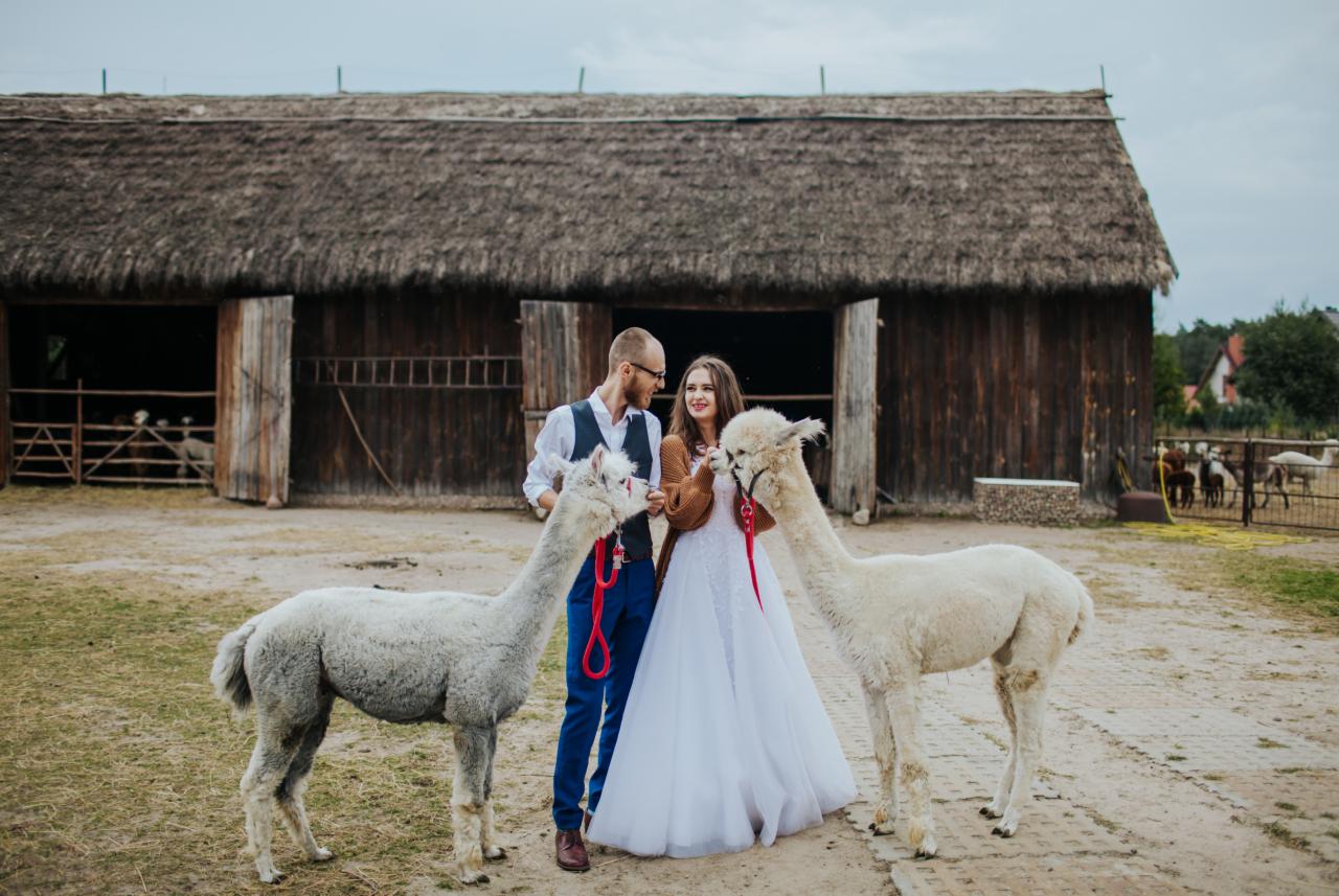 Para młoda w plenerze z alpakami na tle drewnianej stodoły z krytym strzechą dachem, panna młoda w białej sukni, pan młody w niebieskich spodniach i kamizelce.