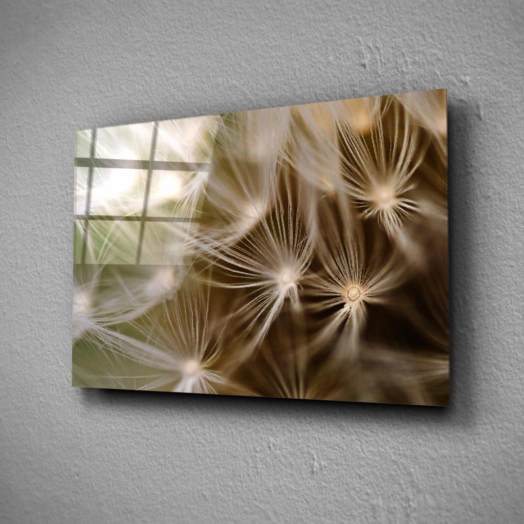 Makro zbliżenie na dmuchawiec, umieszczony pod szkłem z widocznym odbiciem okna, zawieszony na szarej ścianie z fakturą.