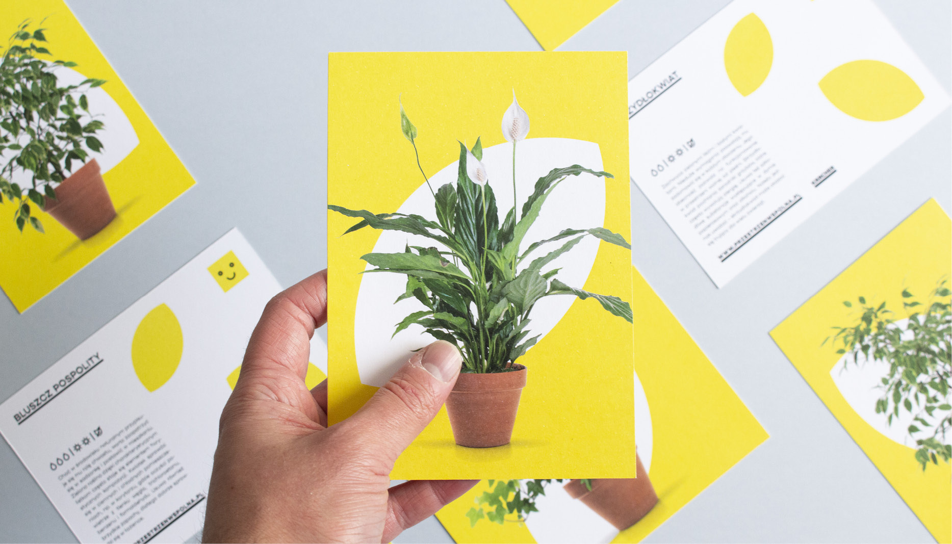Ręka trzymająca kartkę z grafiką kwitnącej rośliny doniczkowej na żółtym tle, otoczoną innymi kartkami z grafikami roślin, projekt identyfikacji wizualnej z Gdańska.