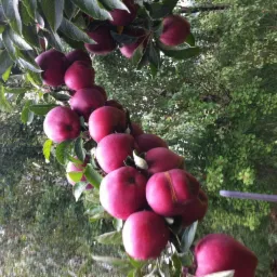 Gałąź jabłoni obficie obwieszona dojrzałymi, czerwonymi jabłkami, z widocznym fragmentem traktorka w tle.