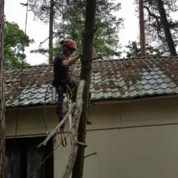 Arborysta w kasku i uprzęży, przywiązany linami do pnia drzewa po wycince gałęzi, tło stanowi budynek z zadaszonym dachem pokrytym liśćmi.
