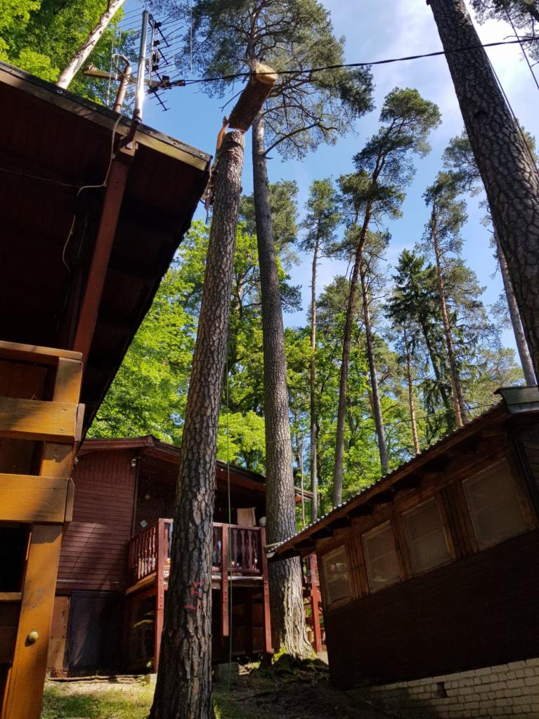 Drzewo z odciętą koroną, połączone deską z innym drzewem, widoczne domki letniskowe w lesie.