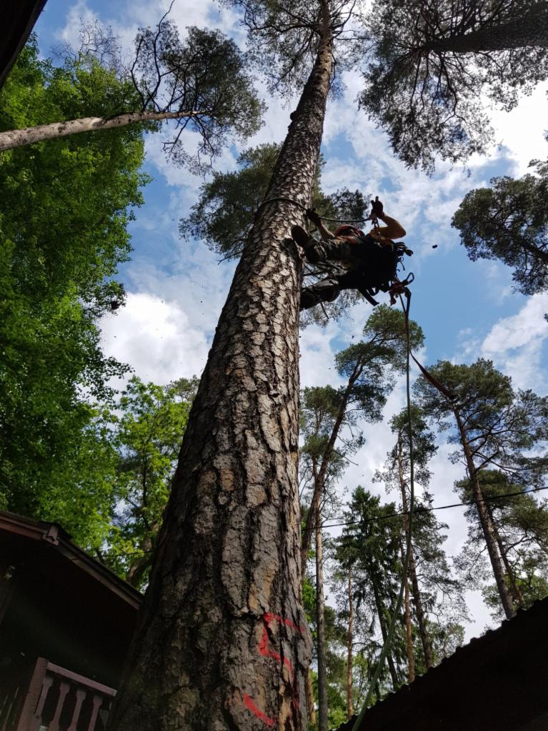 Arborysta w uprzęży, w trakcie wspinaczki na wysokie drzewo iglaste, widoczne czerwone oznaczenia na pniu, zrzucane są małe kawałki drewna, w tle błękitne niebo i korony drzew.
