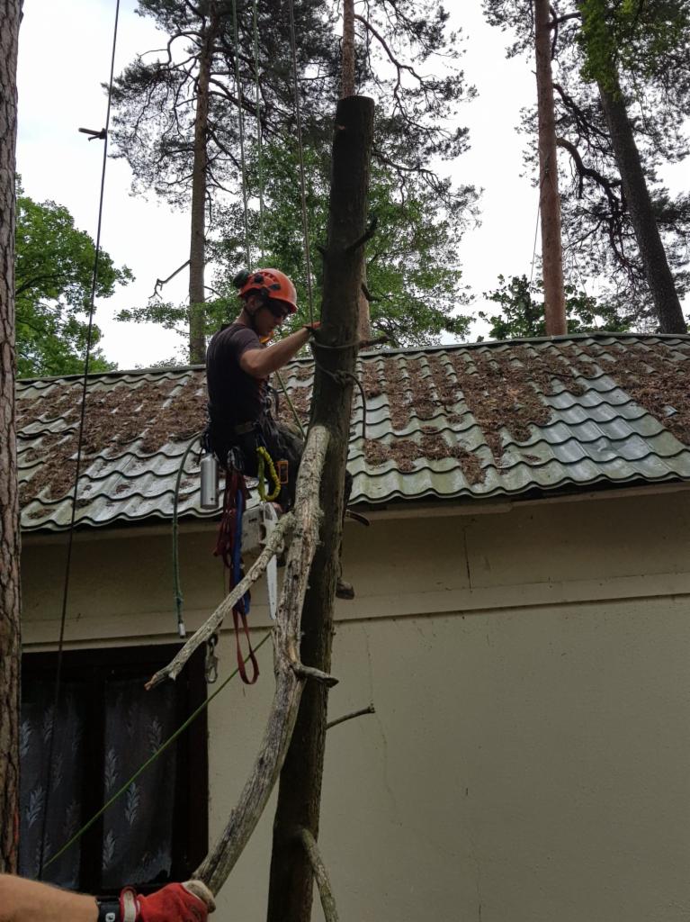 Arborysta w kasku i uprzęży, przywiązany linami do pnia drzewa po wycince gałęzi, tło stanowi budynek z zadaszonym dachem pokrytym liśćmi.