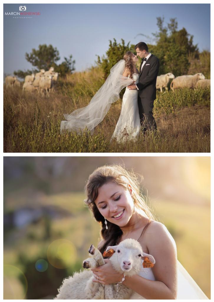 Para młoda w plenerze z owcami: panna młoda w białej sukni i welonie przytula baranka, w tle stado owiec i pan młody w czarnym garniturze.