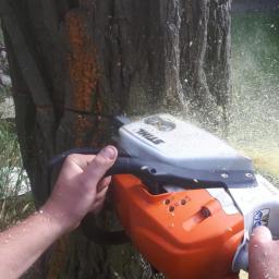 Wycinka drzew Gorzów Wielkopolski 4