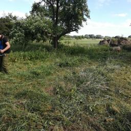 Wycinka drzew Gorzów Wielkopolski 2