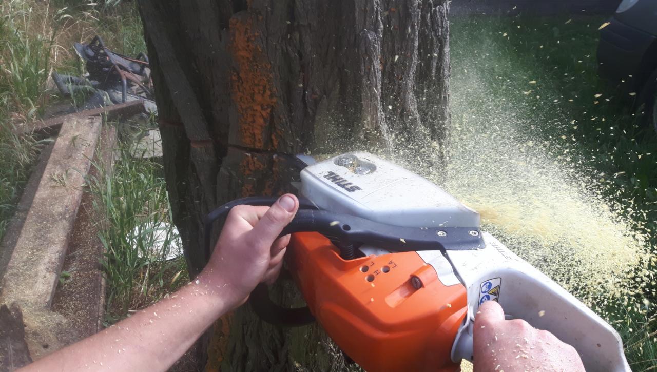 Operator piły spalinowej Stihl w trakcie cięcia pnia drzewa, z widocznymi wiórami i oznaczeniami na korze drzewa.