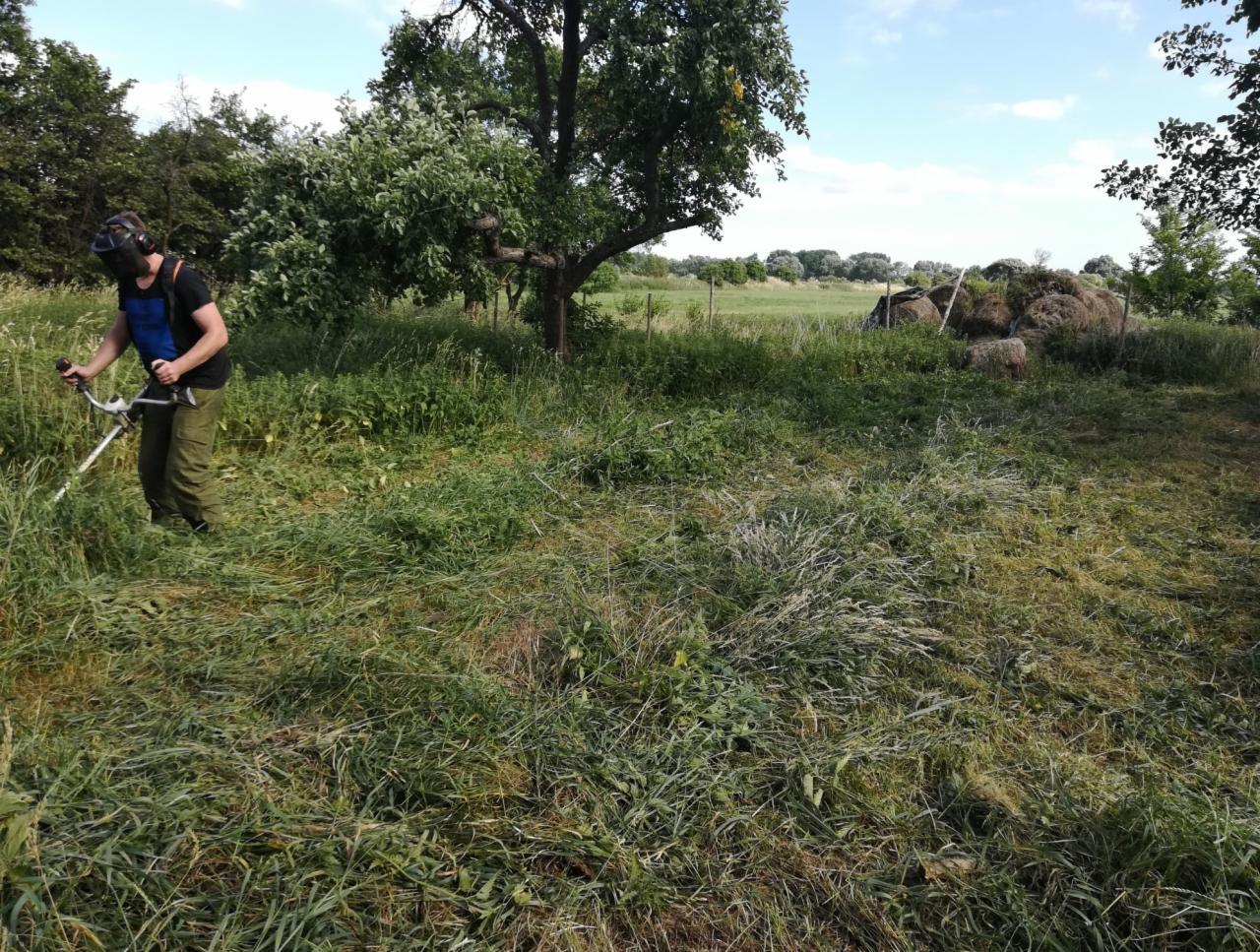 Osoba w masce ochronnej kosi wysoką trawę na zewnątrz, z widocznym stogiem siana w tle i drzewami w tle.