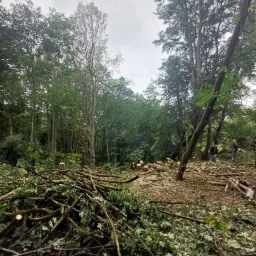 Dwaj pracownicy w lesie, jeden z piłą łańcuchową, drugi zbiera pocięte gałęzie w stos, widoczne pnie ściętych drzew.