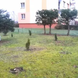 Młode drzewka iglaste posadzone na trawniku przed blokiem mieszkalnym, widoczne zabezpieczenia jednego z drzewek.