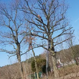 Pracownik w kasku na wysokości, przycina gałęzie wysokiego, rozłożystego drzewa bez liści, używając piły łańcuchowej; drabina oparta o pień drzewa w tle, błękitne niebo.