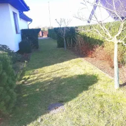 Widok na zadbany trawnik z niską trawą, żywopłotem formowanym w prostokątne bryły i młodymi drzewkami zabezpieczonymi siatką, w tle zabudowa jednorodzinna.