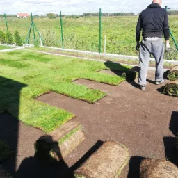 Układanie trawy z rolki na przygotowanym podłożu w ogrodzie. Widoczny fragment ułożonej trawy, rolki trawy oraz pracownik w trakcie pracy. W tle zielone tuje i siatka ogrodzeniowa.