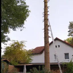 Arborysta w kasku, w trakcie wycinki wysokiego drzewa z drabiny, obok domu jednorodzinnego, z gałęziami u podstawy pnia.