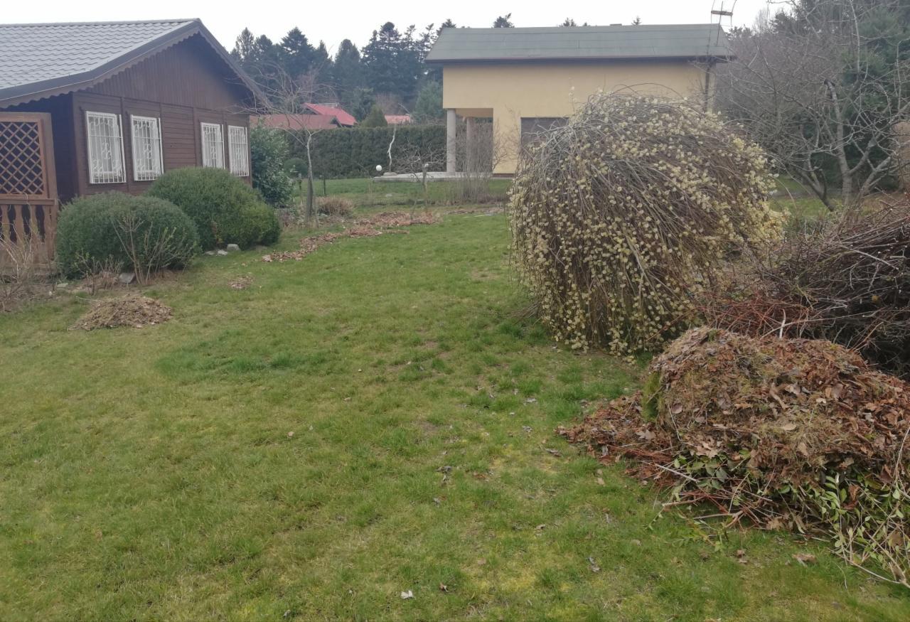 Ogród z trawnikiem, krzewami i drzewem płaczącą wierzbą z pąkami, obok sterta gałęzi i liści do uprzątnięcia.