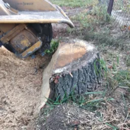 Frezarka do pni w trakcie pracy, usuwająca pień drzewa, z widocznymi wiórami i trawą wokół
