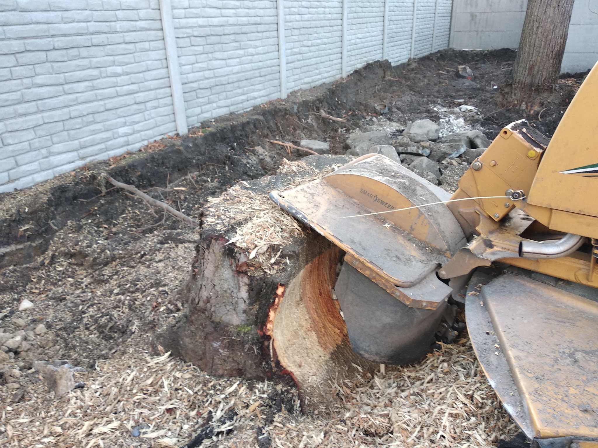 Frezarka do pni w trakcie pracy, usuwanie pnia drzewa po wycince, widoczne świeże wióry i betonowy płot w tle.