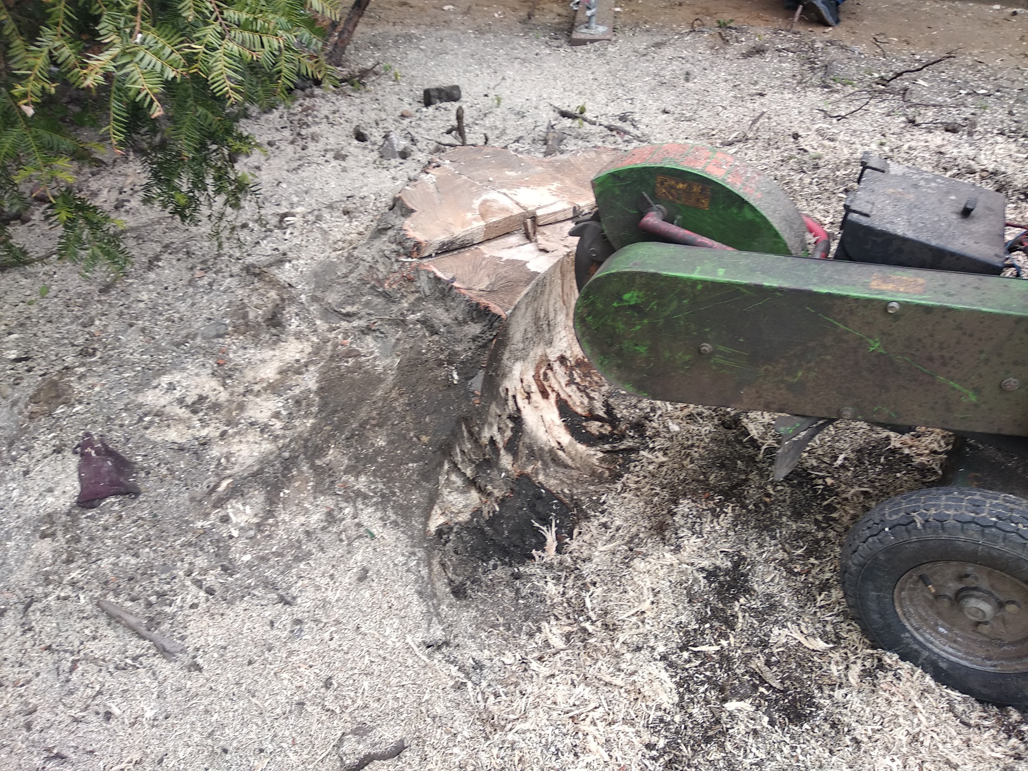 Frezarka do pni drzew frezuje pozostałość po wycince, w tle iglaste drzewo.