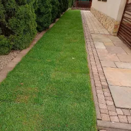 Świeżo skoszony trawnik przylegający do ścieżki z kostki brukowej w Bochni, obok rzędu wysokich tuj i ściany domu z elementami kamiennymi.