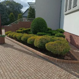 Ogród przed budynkiem z równo przyciętymi krzewami wzdłuż ścieżki z kostki brukowej, z kulistym drzewem w tle i fragmentem budynku w tle.