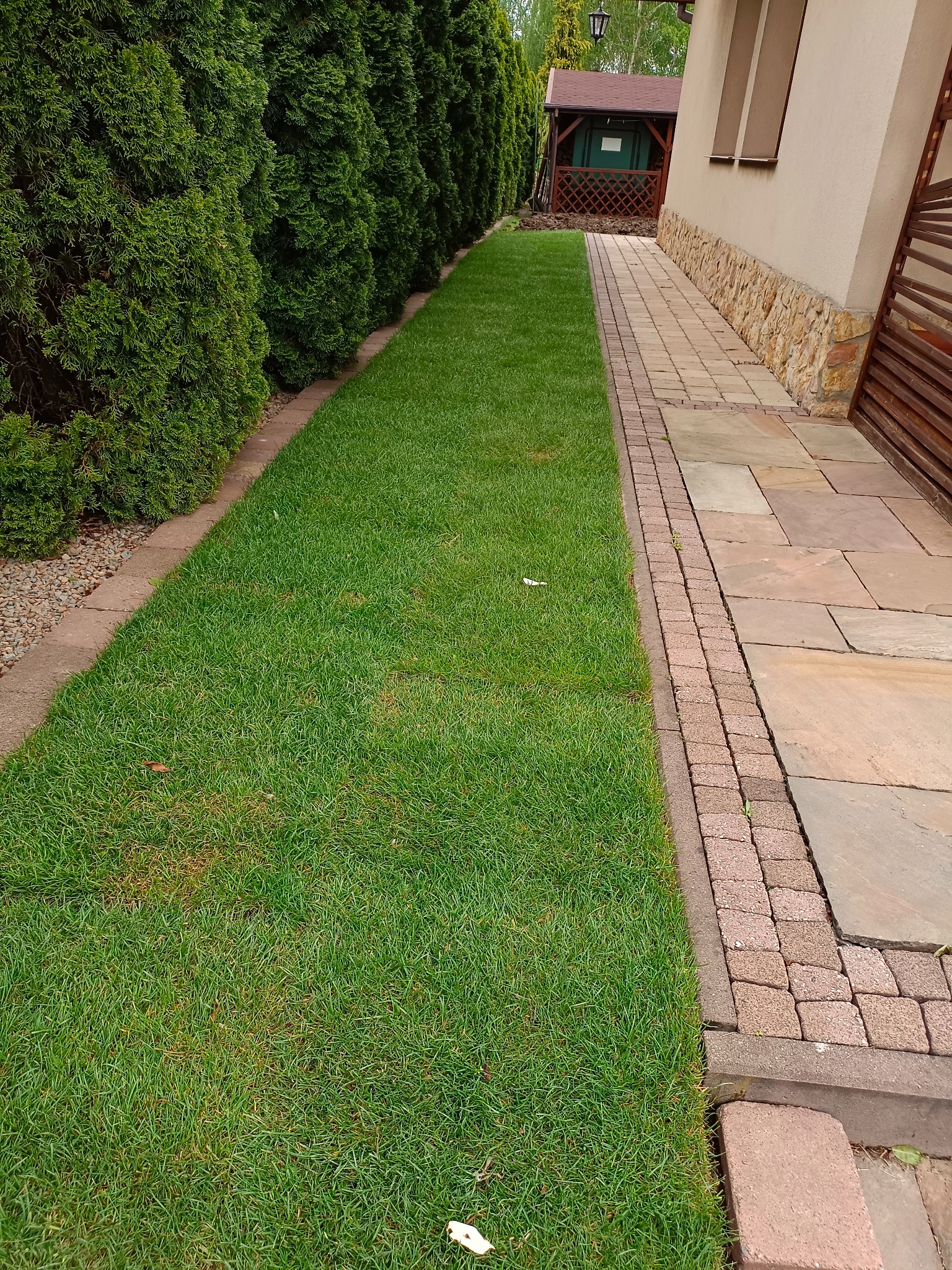 Świeżo skoszony trawnik przylegający do ścieżki z kostki brukowej w Bochni, obok rzędu wysokich tuj i ściany domu z elementami kamiennymi.