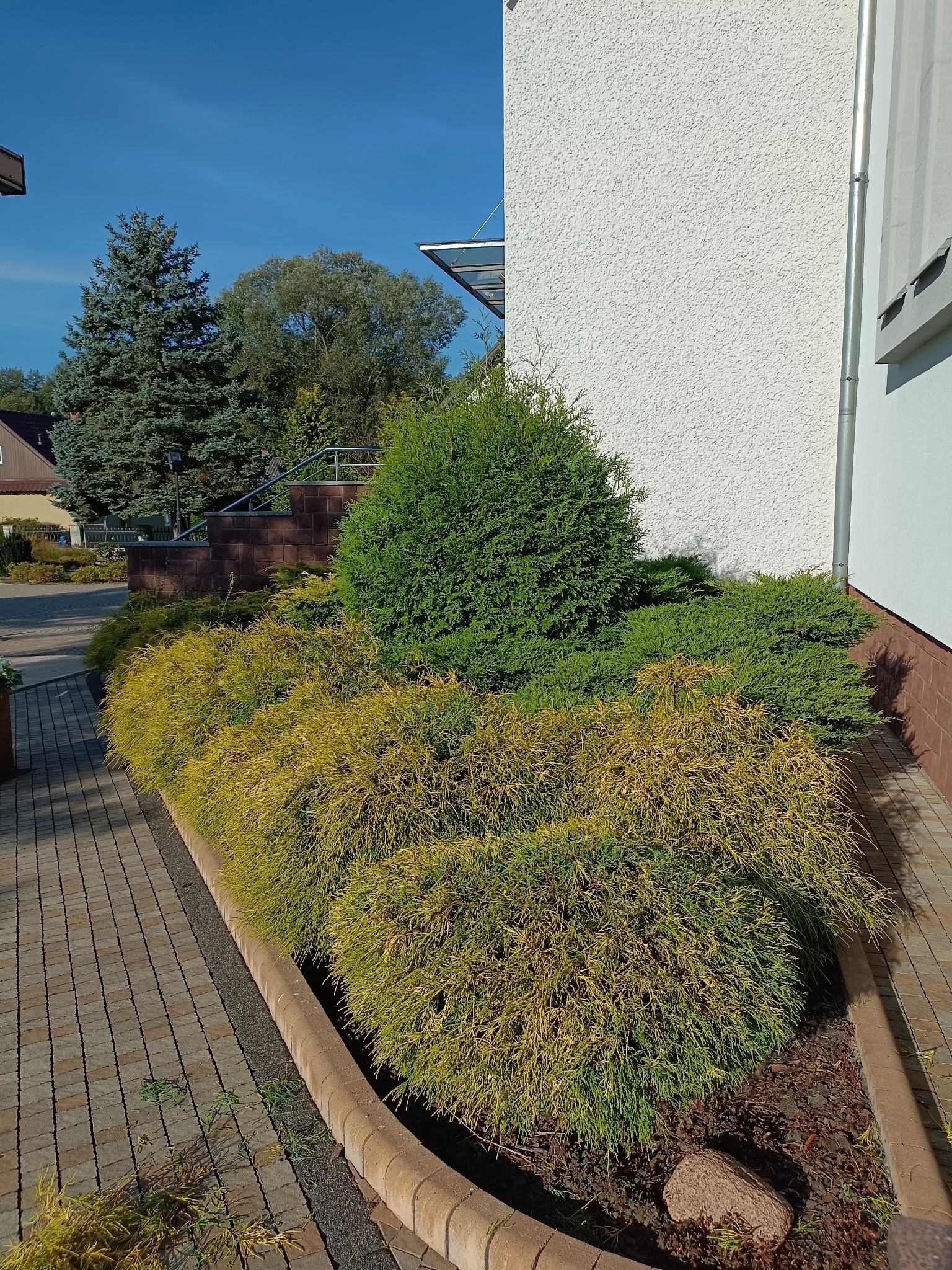 Kaskadowe krzewy iglaste w odcieniach zieleni i złota, zdobiące rabatę przy budynku z białą elewacją i brązowym cokołem, na pierwszym planie kostka brukowa.