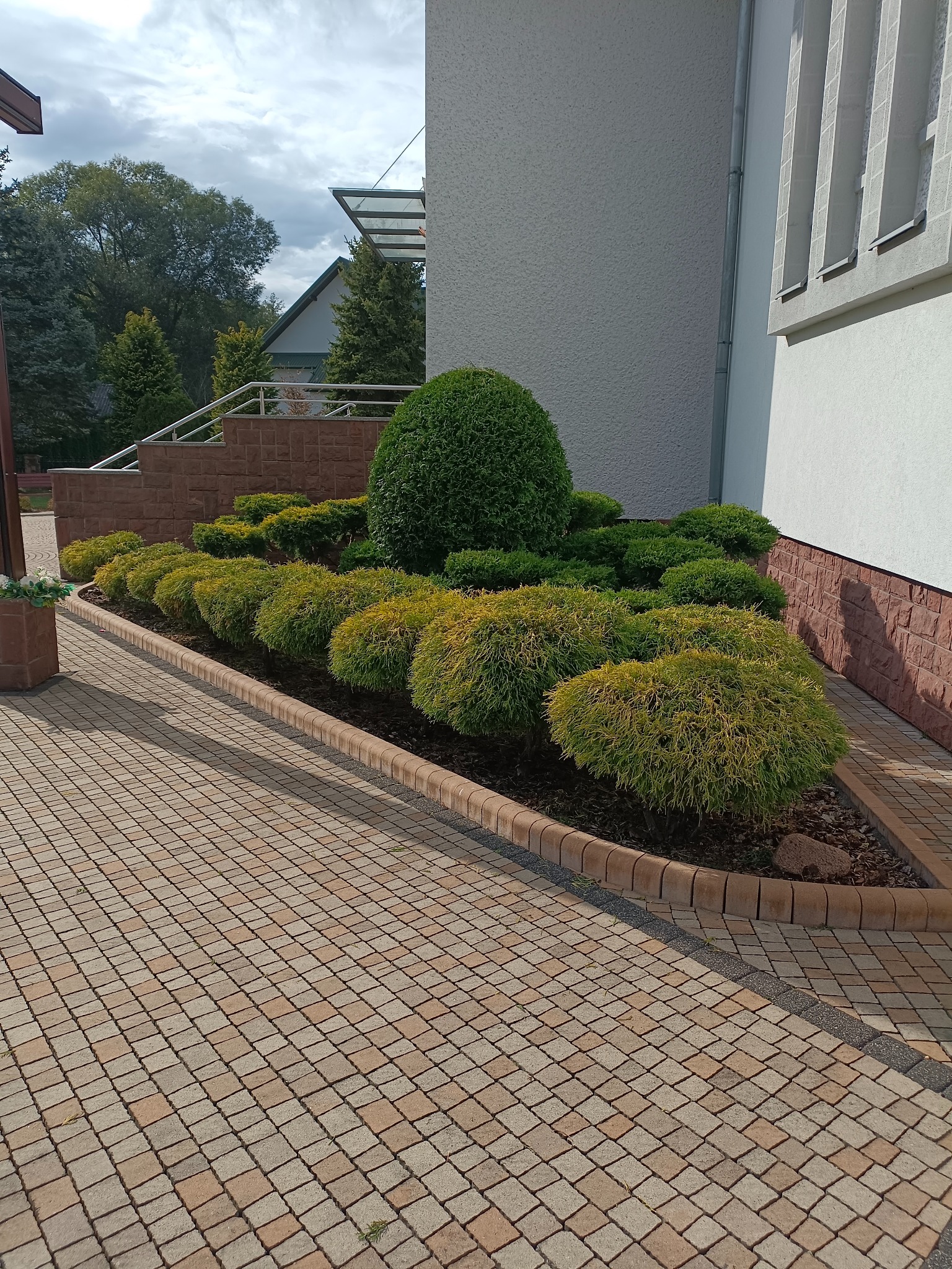 Ogród przed budynkiem z równo przyciętymi krzewami wzdłuż ścieżki z kostki brukowej, z kulistym drzewem w tle i fragmentem budynku w tle.